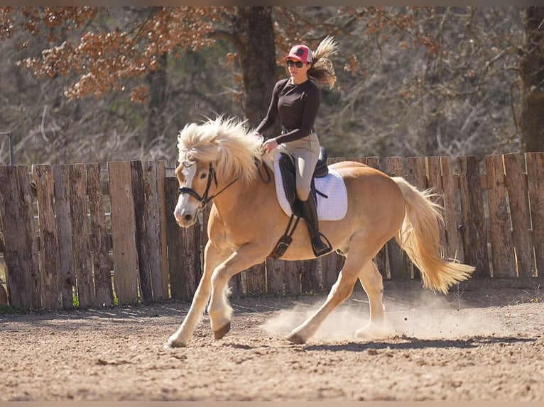 Haflinger Hongre 13 Ans 147 cm Alezan brûlé in Terrell