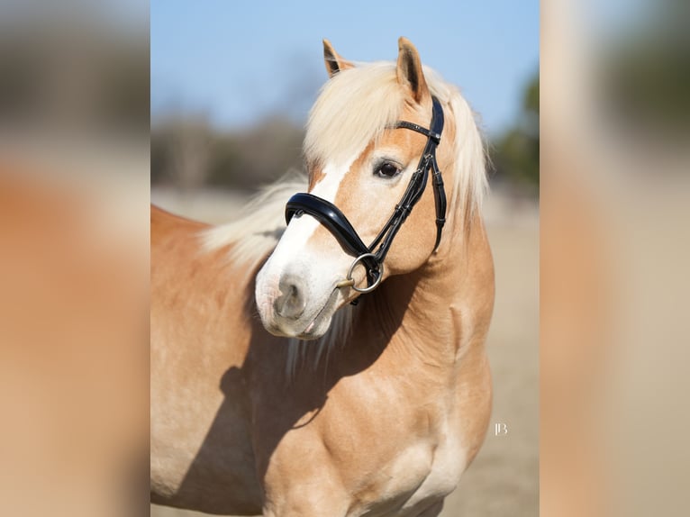 Haflinger Hongre 13 Ans 147 cm Alezan brûlé in Terrell