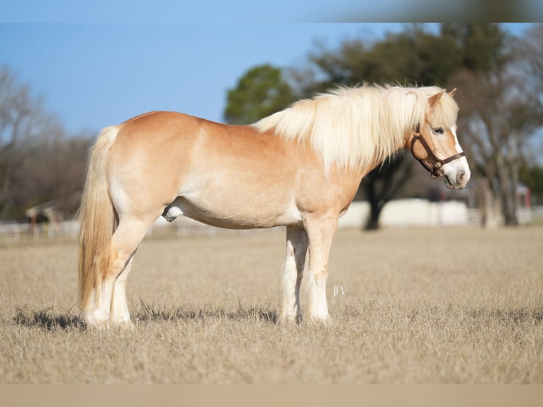 Haflinger Hongre 13 Ans 147 cm Alezan brûlé in Terrell