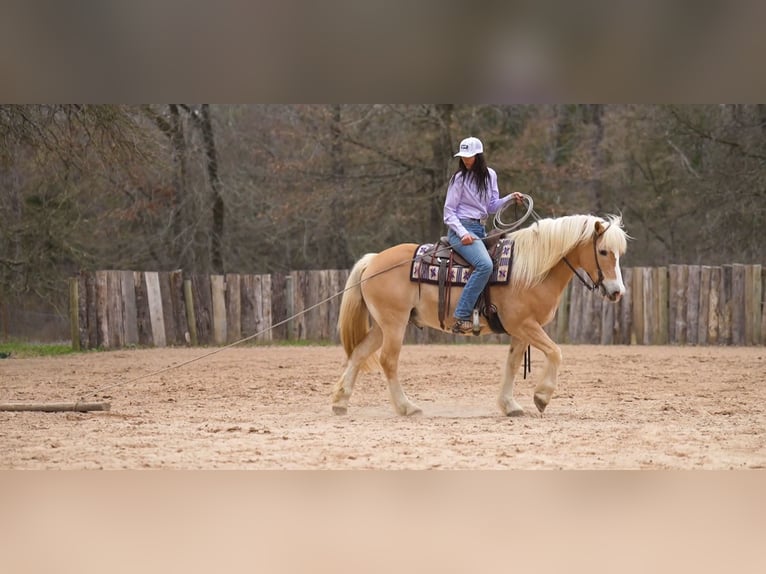 Haflinger Hongre 13 Ans 147 cm Alezan brûlé in Terrell