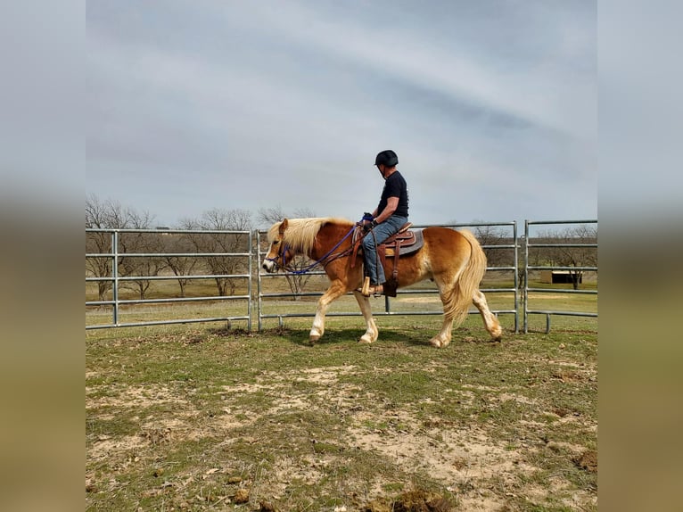 Haflinger Hongre 13 Ans 147 cm Alezan brûlé in Terrell