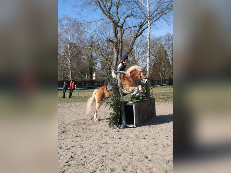 Haflinger Hongre 13 Ans 148 cm Alezan in Görwihl
