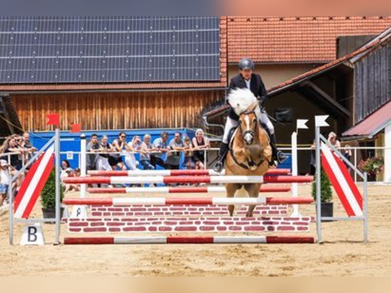 Haflinger Hongre 13 Ans 148 cm Alezan cuivré in Bullendorf