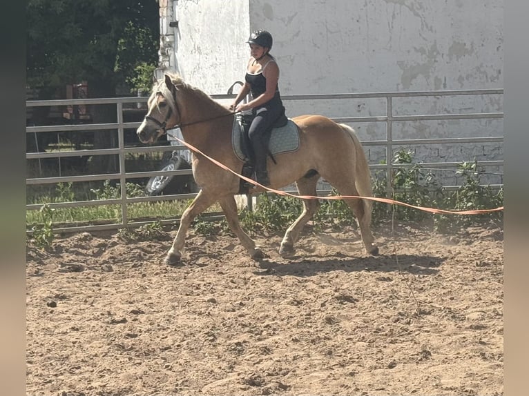 Haflinger Hongre 13 Ans 148 cm  in Freyburg