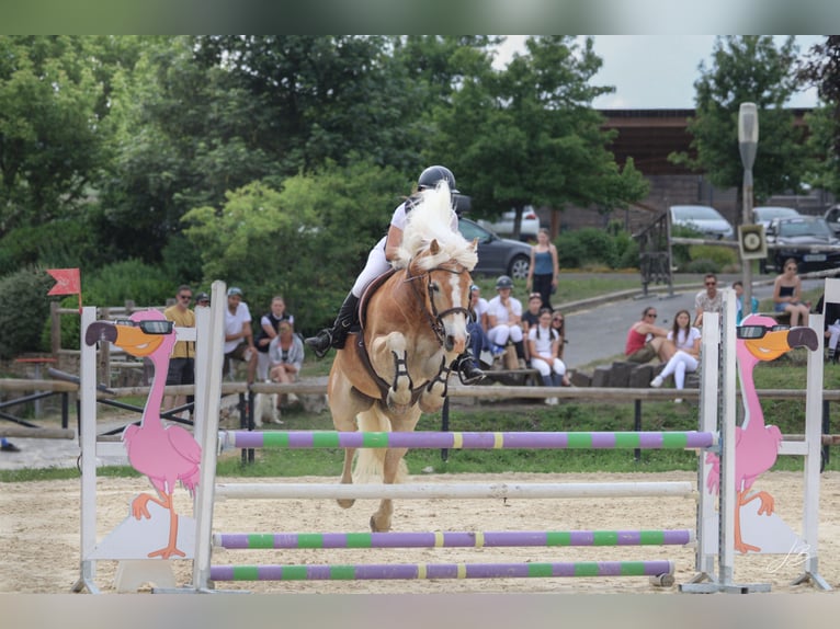 Haflinger Hongre 13 Ans 149 cm Alezan in Le Chambon-sur-Lignon