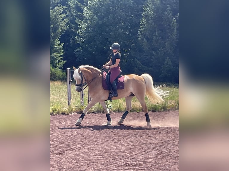 Haflinger Hongre 13 Ans 149 cm Alezan in Le Chambon-sur-Lignon
