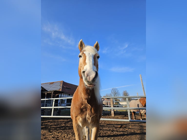 Haflinger Hongre 13 Ans 149 cm Palomino in Göttingen
