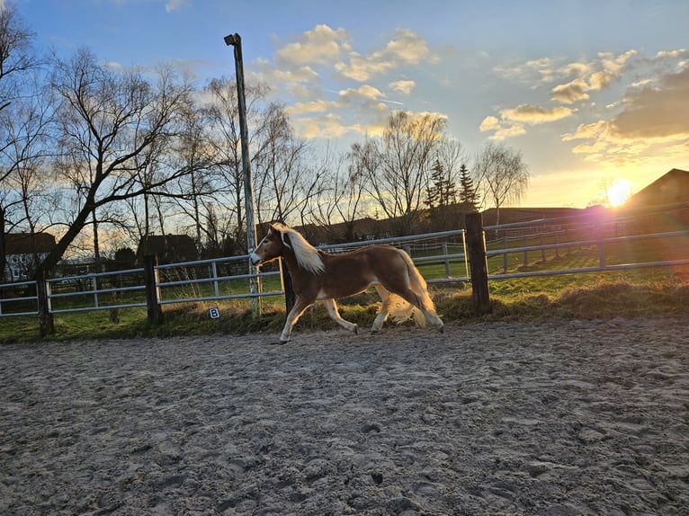 Haflinger Hongre 13 Ans 149 cm Palomino in Göttingen