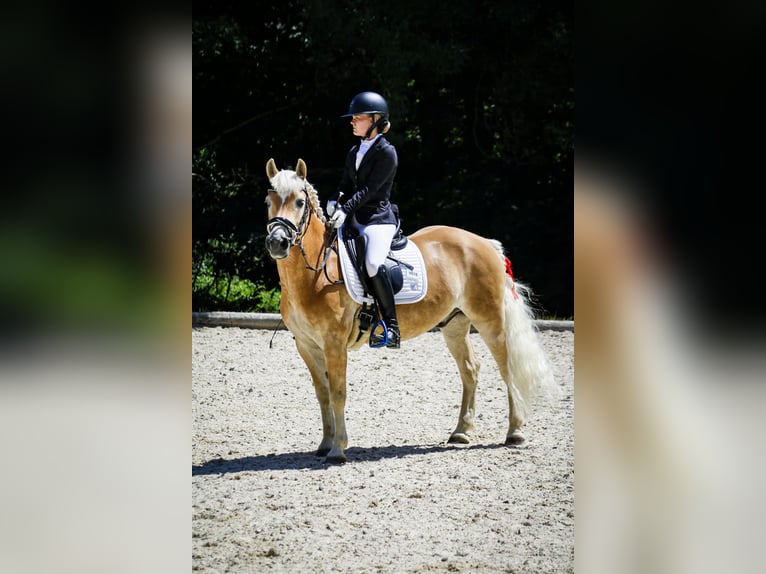 Haflinger Hongre 13 Ans 150 cm Alezan in Pabneukirchen