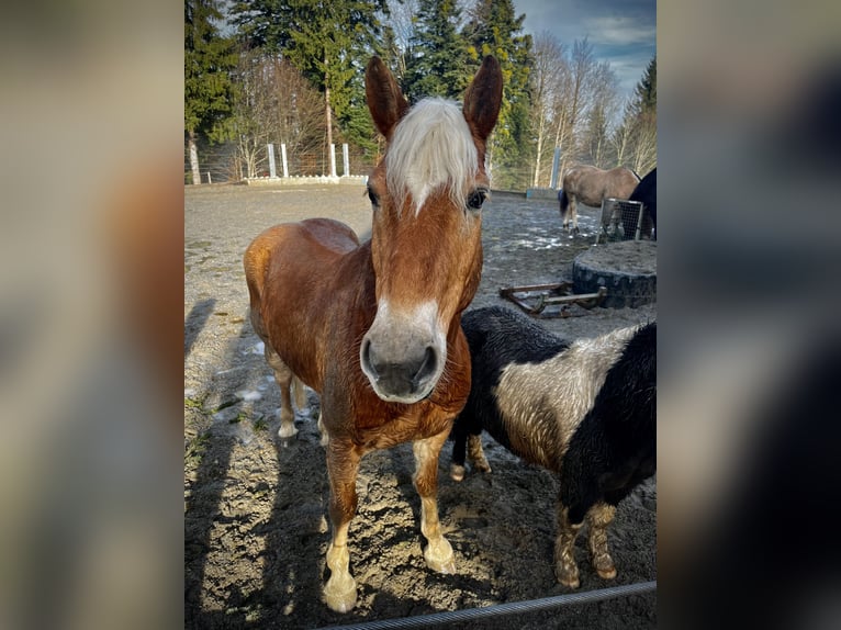 Haflinger Hongre 13 Ans 152 cm in Bregenz