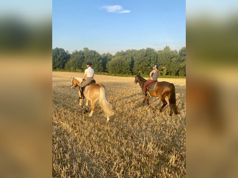Haflinger Hongre 13 Ans 154 cm Alezan in Arnsberg