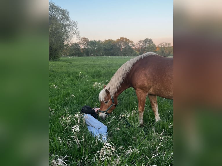 Haflinger Hongre 13 Ans 155 cm Alezan in Schildow