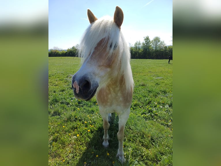 Haflinger Hongre 13 Ans 156 cm Alezan in St. Pölten