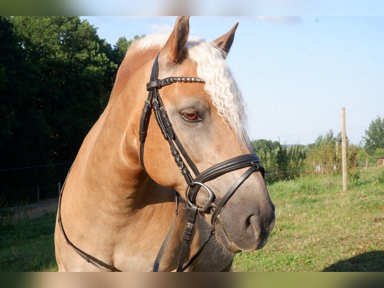 Haflinger Hongre 14 Ans 138 cm  in Lichtenau