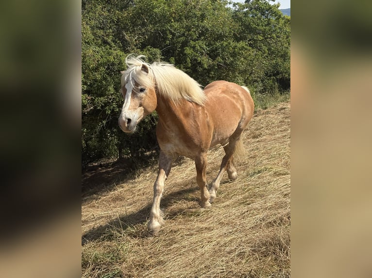 Haflinger Hongre 14 Ans 148 cm Alezan in Hennef