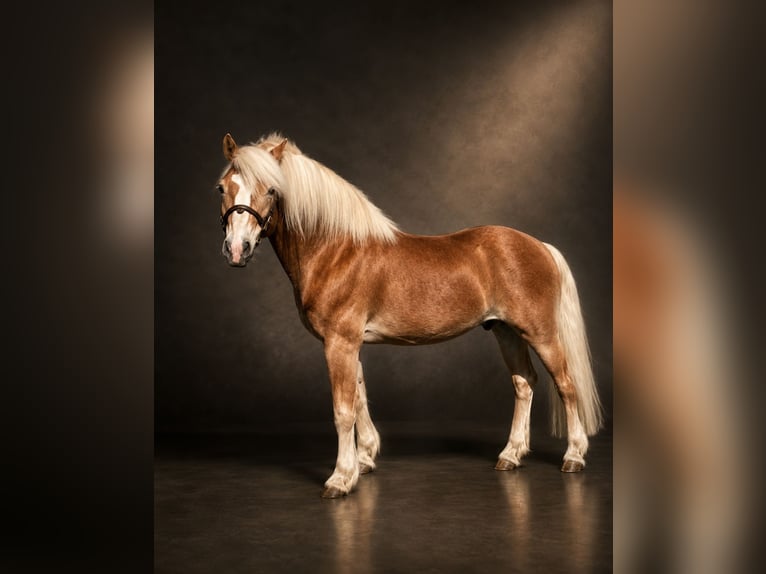 Haflinger Hongre 14 Ans 148 cm Alezan in Hennef