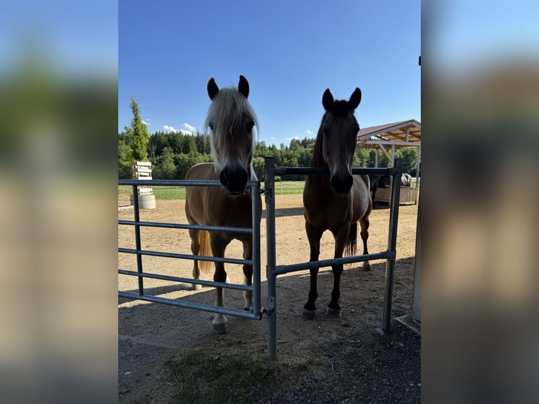 Haflinger Hongre 14 Ans 150 cm Alezan in Taufkirchen (Vils)