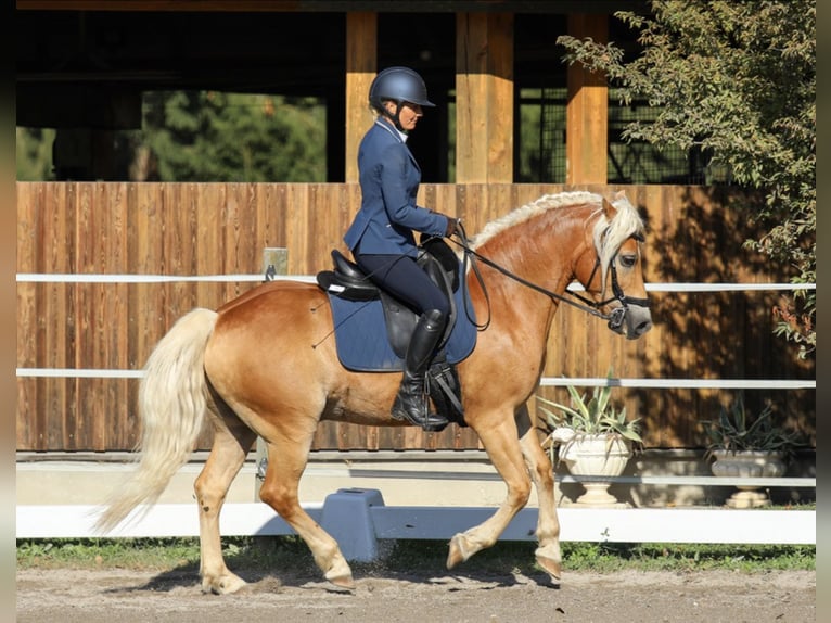Haflinger Hongre 14 Ans 150 cm Alezan in Villach