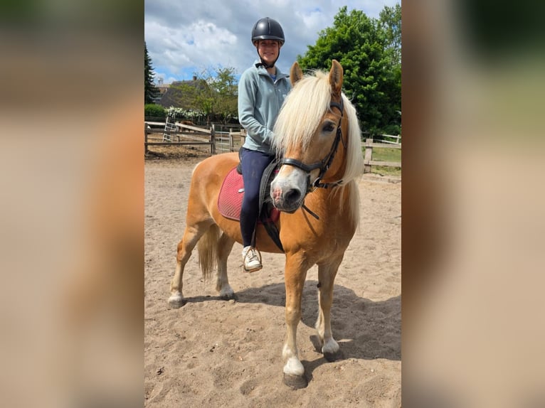 Haflinger Hongre 14 Ans 150 cm Palomino in Gr&#xF6;mitz