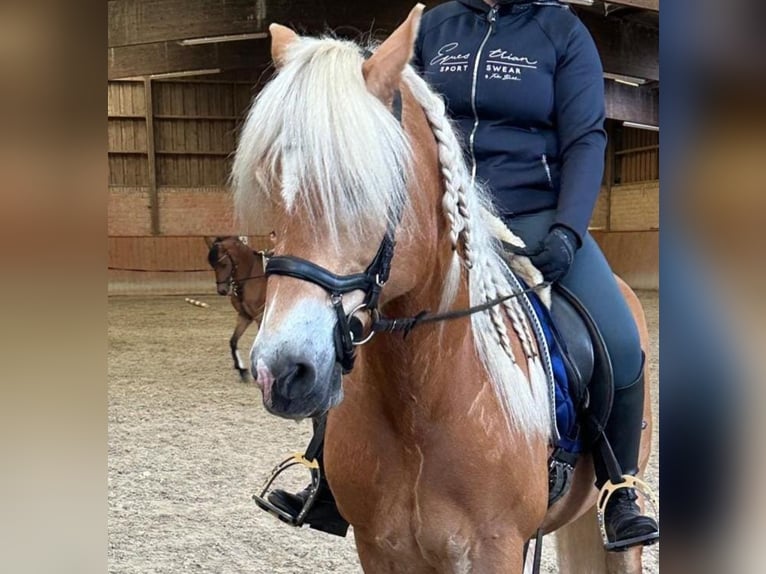 Haflinger Hongre 14 Ans 150 cm Palomino in Gr&#xF6;mitz