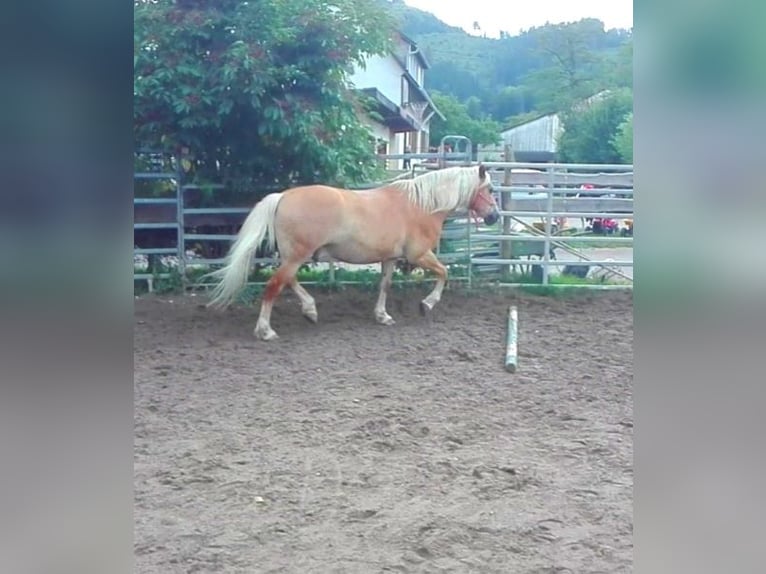 Haflinger Hongre 14 Ans 150 cm in Buchenbach