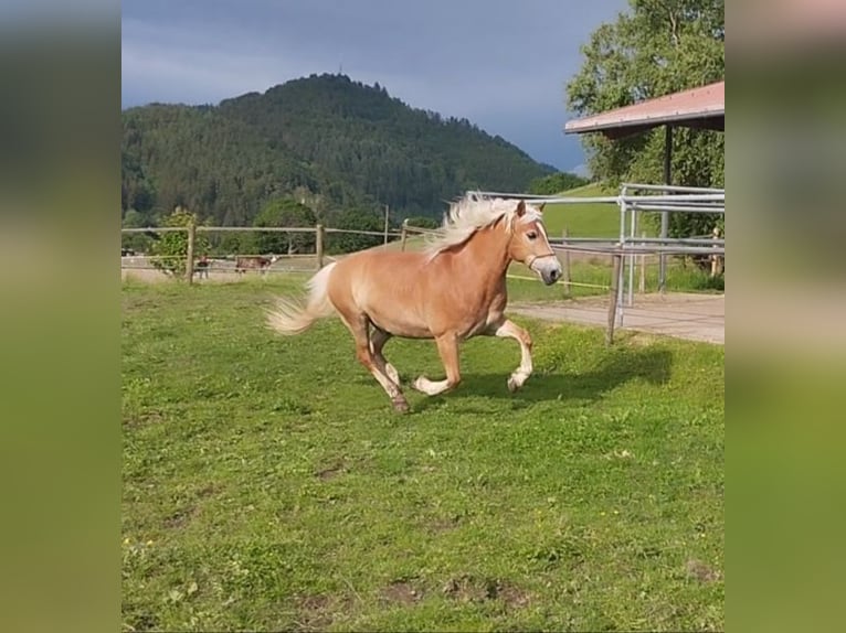 Haflinger Hongre 14 Ans 150 cm in Buchenbach