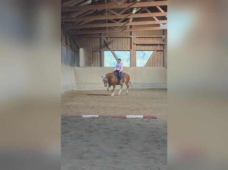 Haflinger Hongre 14 Ans 150 cm in Buchenbach