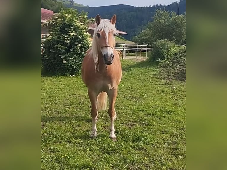 Haflinger Hongre 14 Ans 150 cm in Buchenbach