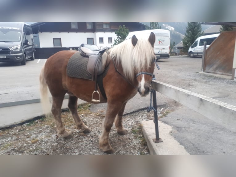 Haflinger Hongre 14 Ans 152 cm Alezan brûlé in Obertilliach