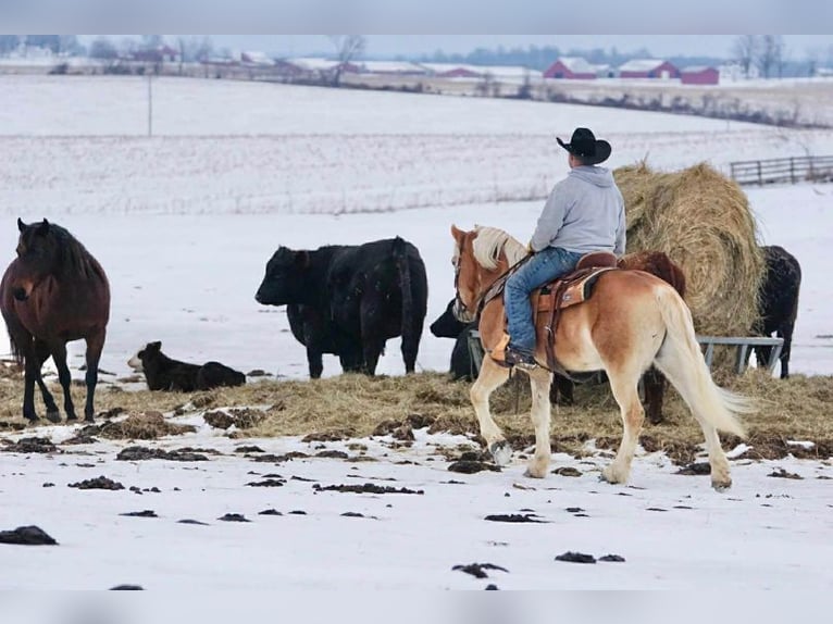 Haflinger Hongre 14 Ans 152 cm Alezan cuivré in Rineyville