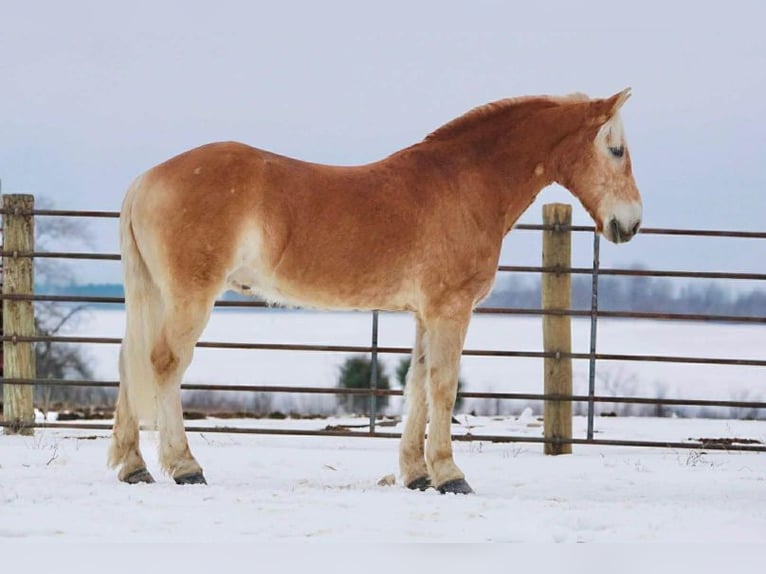 Haflinger Hongre 14 Ans 152 cm Alezan cuivré in Rineyville
