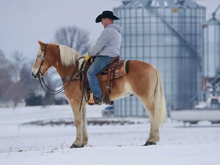 Haflinger Hongre 14 Ans 152 cm Alezan cuivré in Rineyville