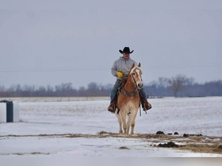 Haflinger Hongre 14 Ans 152 cm Alezan cuivré in Rineyville