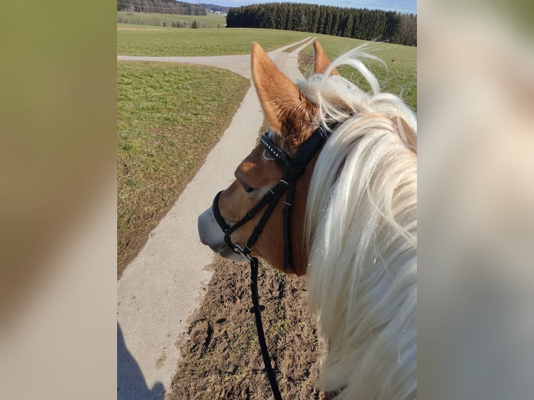 Haflinger Hongre 14 Ans 153 cm Alezan in Berndorf bei Salzburg