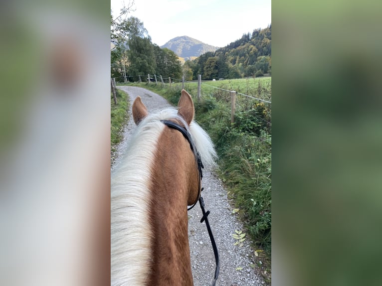 Haflinger Hongre 14 Ans 153 cm  in Kreuth