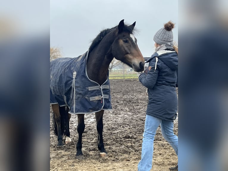 Haflinger Croisé Hongre 14 Ans 154 cm Isabelle in Hetzmannsdorf