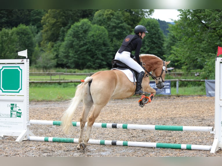 Haflinger Hongre 14 Ans 156 cm Alezan in Rottach-Egern