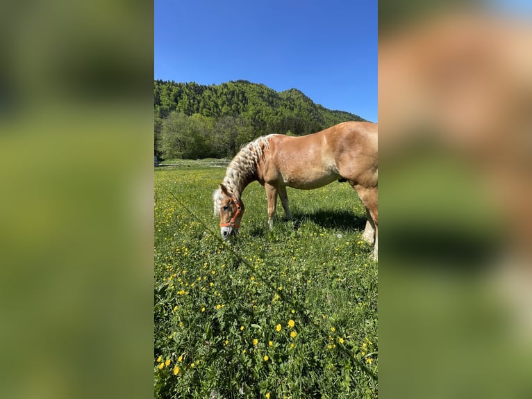 Haflinger Hongre 14 Ans 156 cm Alezan in Rottach-Egern