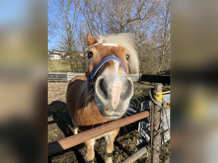 Haflinger Hongre 14 Ans  in Gaildorf