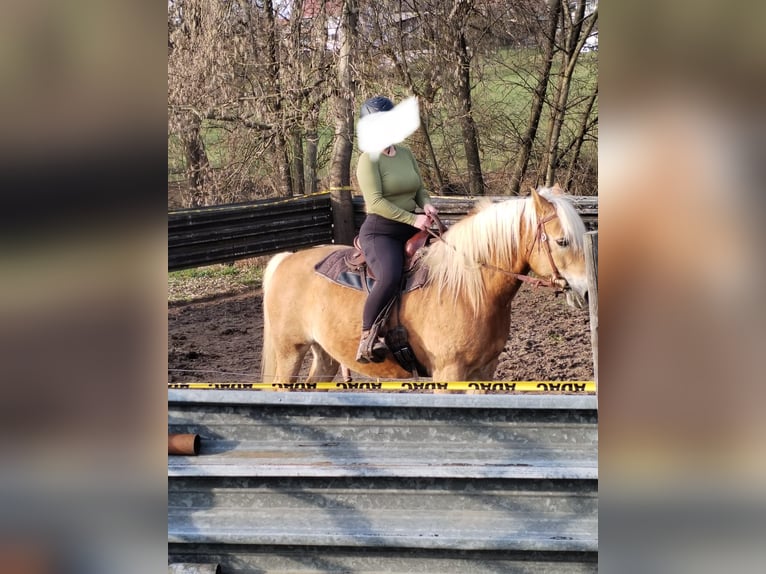 Haflinger Hongre 14 Ans  in Gaildorf