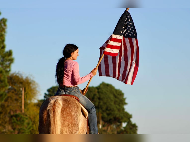 Haflinger Hongre 14 Ans Rouan Rouge in Canton TX