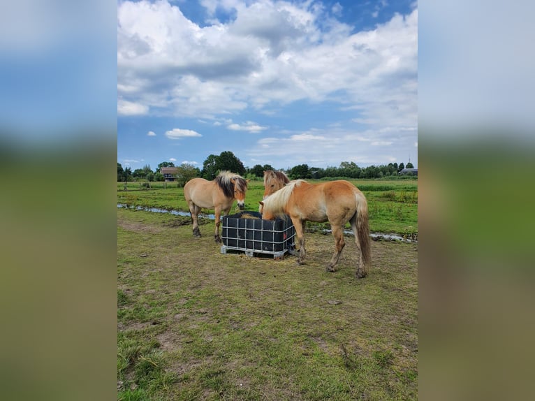 Haflinger Hongre 15 Ans 115 cm Gris in Montfoort