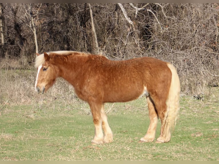 Haflinger Hongre 15 Ans 140 cm Alezan cuivré in Poolville