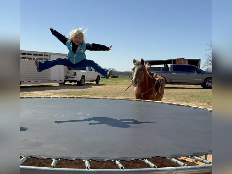 Haflinger Hongre 15 Ans 140 cm Alezan cuivré in Poolville