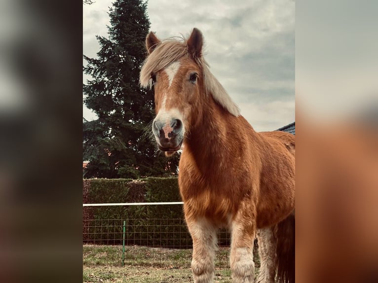 Haflinger Hongre 15 Ans 142 cm Isabelle in Oerel