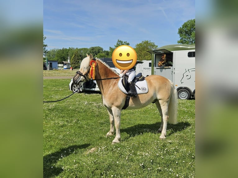 Haflinger Hongre 15 Ans 144 cm  in Sexau