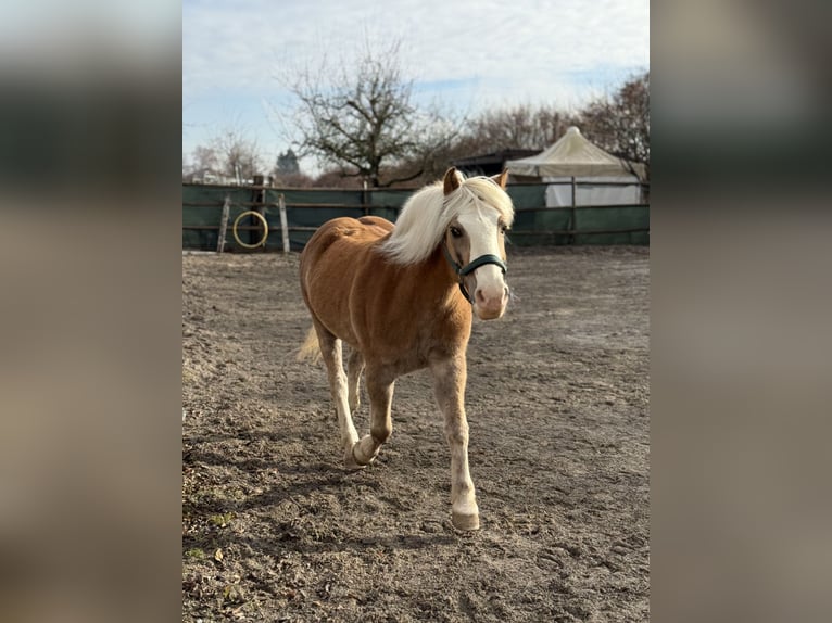 Haflinger Hongre 15 Ans 145 cm Palomino in S&#xFC;nikon