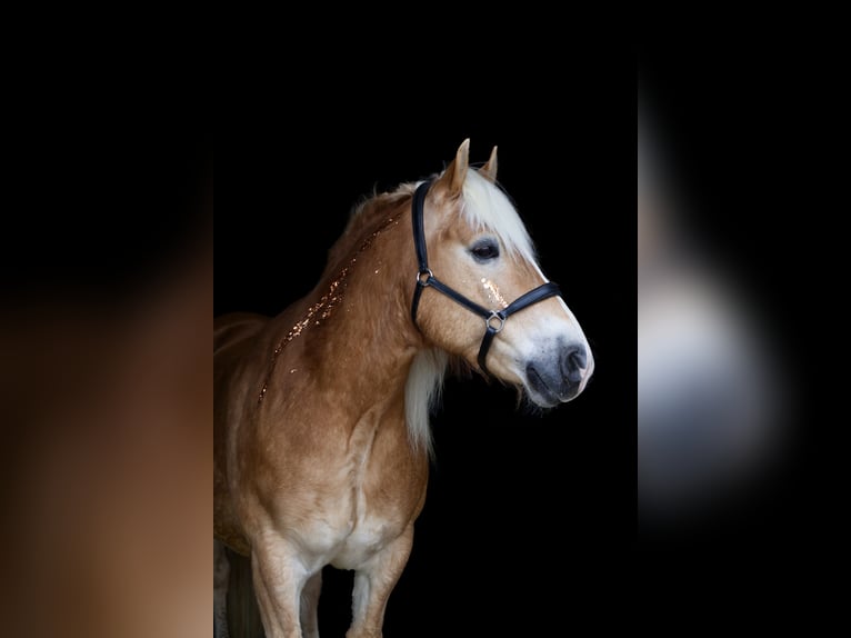 Haflinger Hongre 15 Ans 154 cm Alezan in Heidelberg