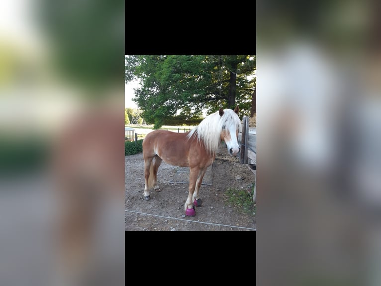 Haflinger Hongre 15 Ans 154 cm Alezan in Dortmund