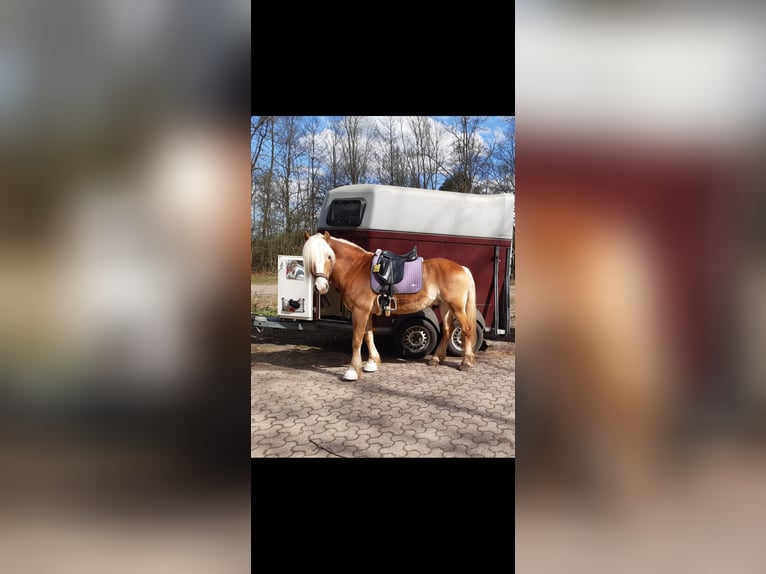 Haflinger Hongre 15 Ans 154 cm Alezan in Dortmund